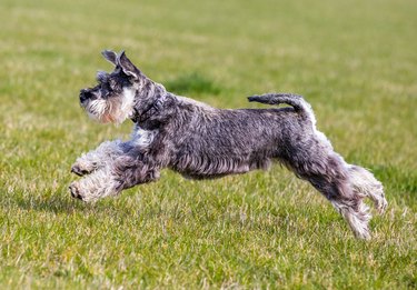 Mini schnauzer running and jumping on grass.