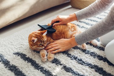 Woman combing ginger cat with comb brush at home.