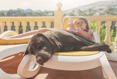Pet dog asleep on sunlounger