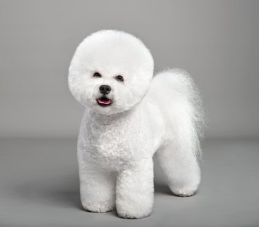 Funny white Bichon Frise