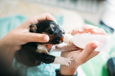 Baby Scale, Perfect for Puppies - EZwhelp