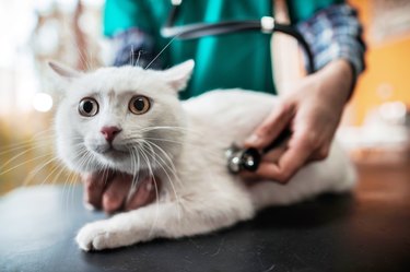 White cat on a medical exam at veterinarian office.