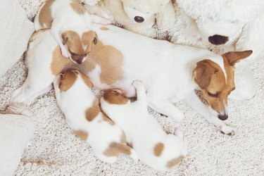 Cute puppies with their mom lying on the rug