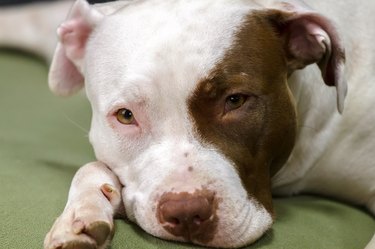 Female pit bull red nose with expressive close-up look