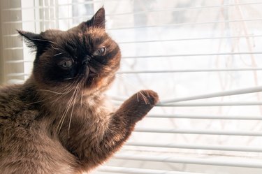 Cat is looking outside through window blinds