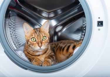 An adorable Bengal cat is resting inside the washing machine.