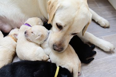 Labrador dog mom with her newborn puppies wearing different colored collars.