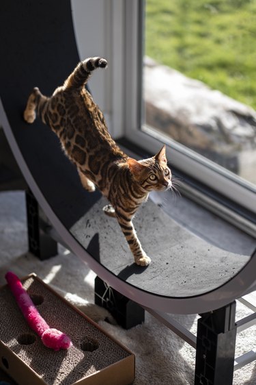 Bengal Cat on Exercise Wheel