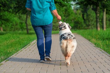 walking with an Australian Shepherd dog in the park in summer