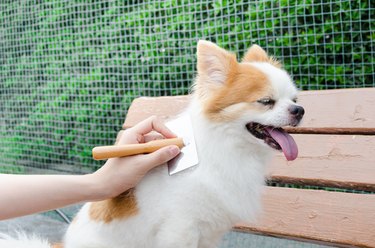 Dog Grooming