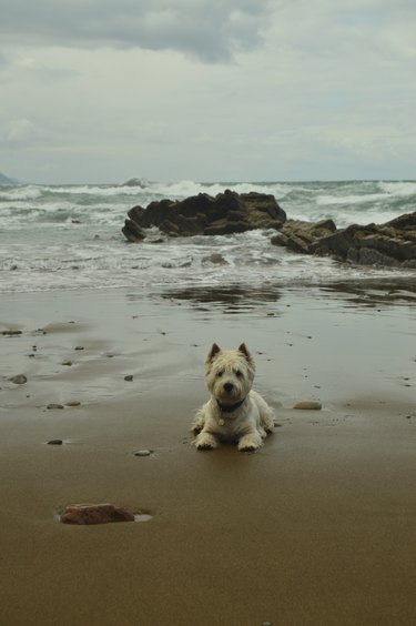 Dog Westh Highland White Terrier Enjoying A Day Of Beach With Formations Of The Flysch Type Of The Paleocene Geopark Basque Route UNESCO. Shooting Game Of Thrones. Itzurun Beach. Geology Landscapes Travel.
