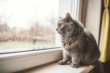 Cat looking out on a rainy day