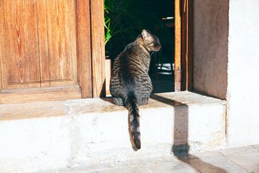 cat standing in the doorway
