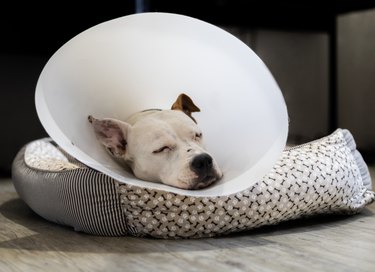 dog wearing Elizabethan collar after surgery, treatment.