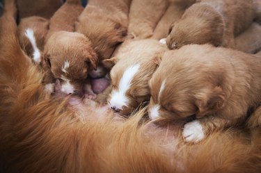 Female dog nursing cute puppies