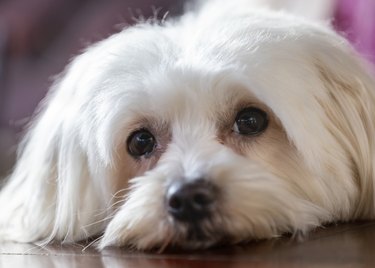 A portrait of a maltese bichon