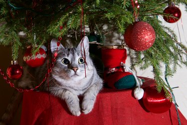 Grey cat lying on a table under a Christmas tree