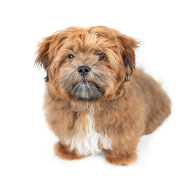 A brown Shih-Tzu dog with a white chest is sitting and looking up at the camera