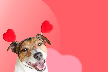 Happy and excited dog with hearts on headband as concept of love and romance.