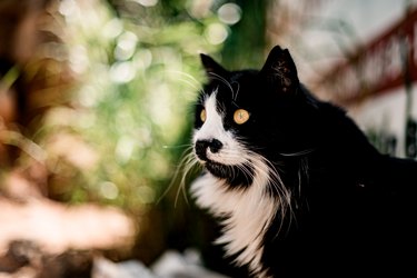 portrait of beautiful long haired black with white markings cat