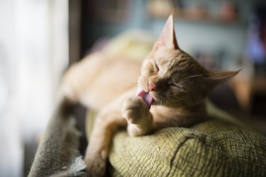 Cat licking it's paw on the top of a couch