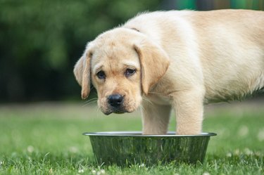 what causes high glucose in dogs