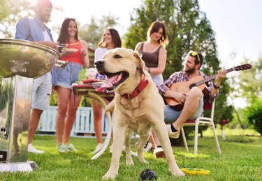 Golden retreiver and a group of people at a barbecue
