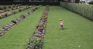 Dog At Cemetery