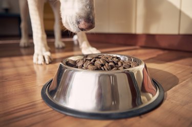 Feeding Of Hungry Dog. Labrador Retriever Eating From Metal Bowl In Morning Light At Home Kitchen.