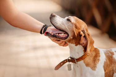 happy senior pointer dog portrait outdoors in summer