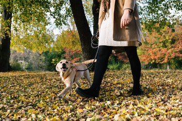 dog walk with Labrador puppy in autumn forest