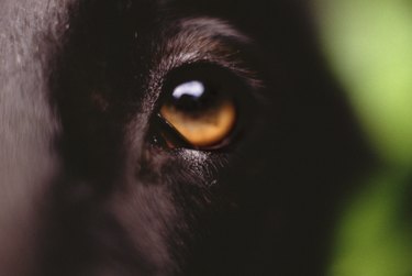 Eye of a dog