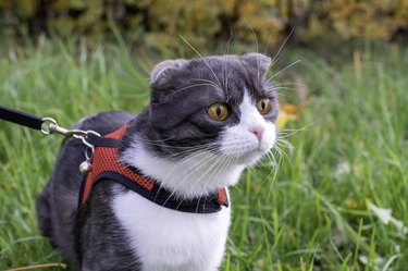 Charming black-and-white Scottish Fold cat walks on a leash.Frightened cat