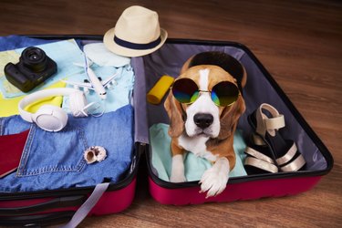 A beagle dog wearing sunglasses is lying in an open suitcase with things.