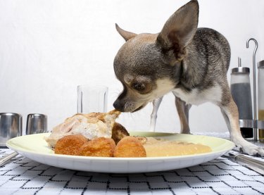 Chihuahua eating food from plate on dinner table
