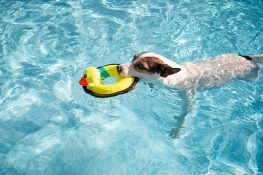 Dog swimming in water with a yellow duck toy in their mouth