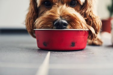 Dog eating food from a bowl.