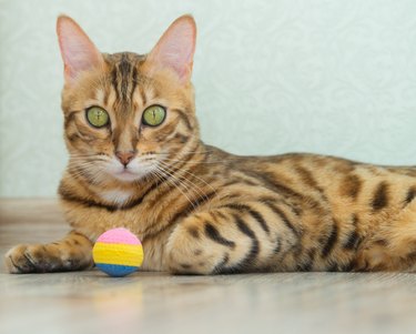 A beautiful spotted cat lies with a toy in the living room.