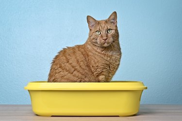 Cute ginger cat sitting in a open litter box and looking at camera,Germany