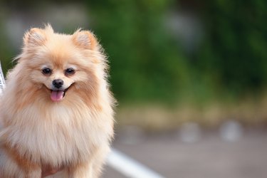 Portrait of pomeranian dog