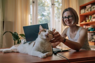 Young woman sitting at desk with laptop petting her cat.
