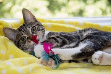A kitten is laying on a blanket and playing with a feather cat toy