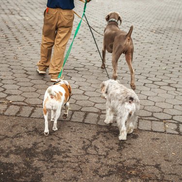 Dog walker walking with dogs in park