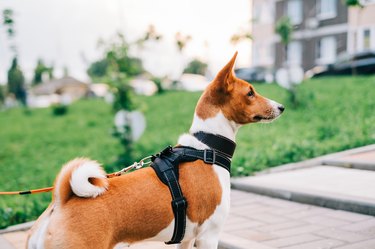 Basenji puppy dog standing on a path in the park while walking.