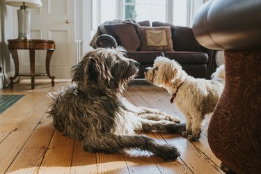 An Irish wolfhound and a white Poodle are face-to-face in a domestic room