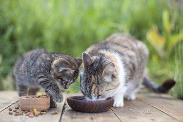 Mother cat and Kitten eating food from wooden cat bowls in spring garden