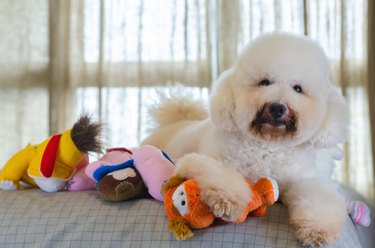Adorable smiling and happy white Poodle dog sitting with toys