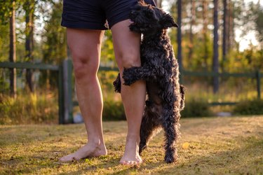 dog humping or mounting on owner leg.