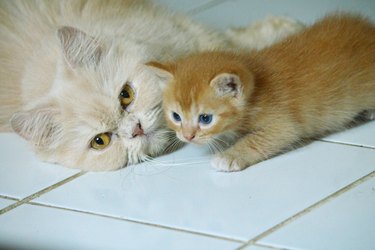 Mother cat and kitten playing together.
