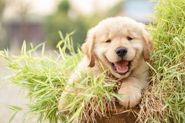 Cute puppy (Golden Retriever) eating small bamboo plants or Thyrsostachys siamensis Gamble in garden pot